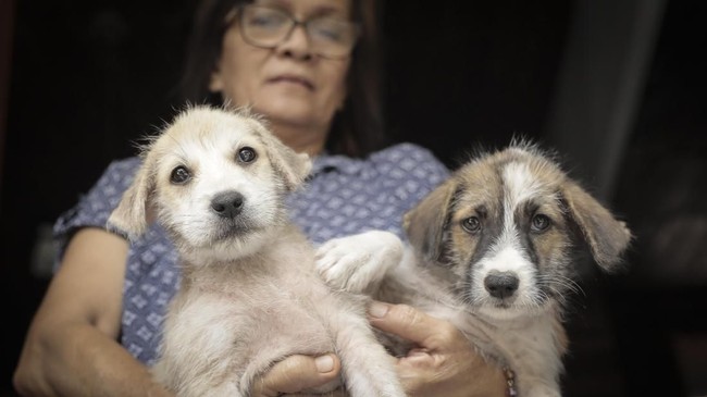 FOTO: Pemasangan Microchip pada Anjing untuk Deteksi Rabies
