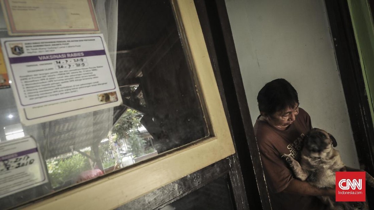 FOTO: Pemasangan Microchip pada Anjing untuk Deteksi Rabies