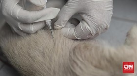 Ahli Ungkap Ciri Hewan Rabies, Galak Hingga Terlalu Jinak