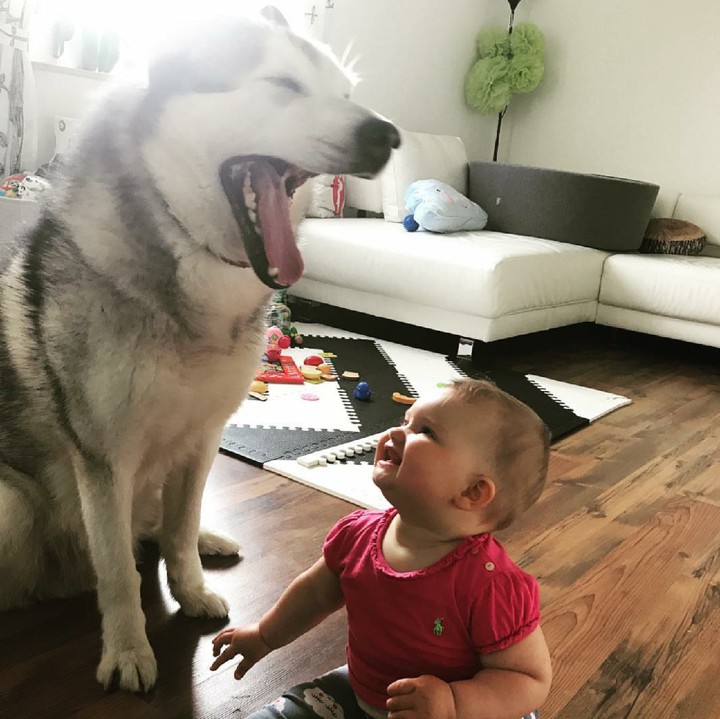 <p>Alaskan Malamute yang menguap, si anak yang kegirangan. (Foto: Instagram/hakunamatatas_team)</p>