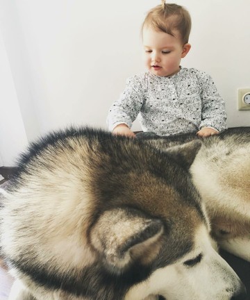 Bikin Gemas Ekspresi Bocah Saat Bersama Anjing Alaskan Malamute