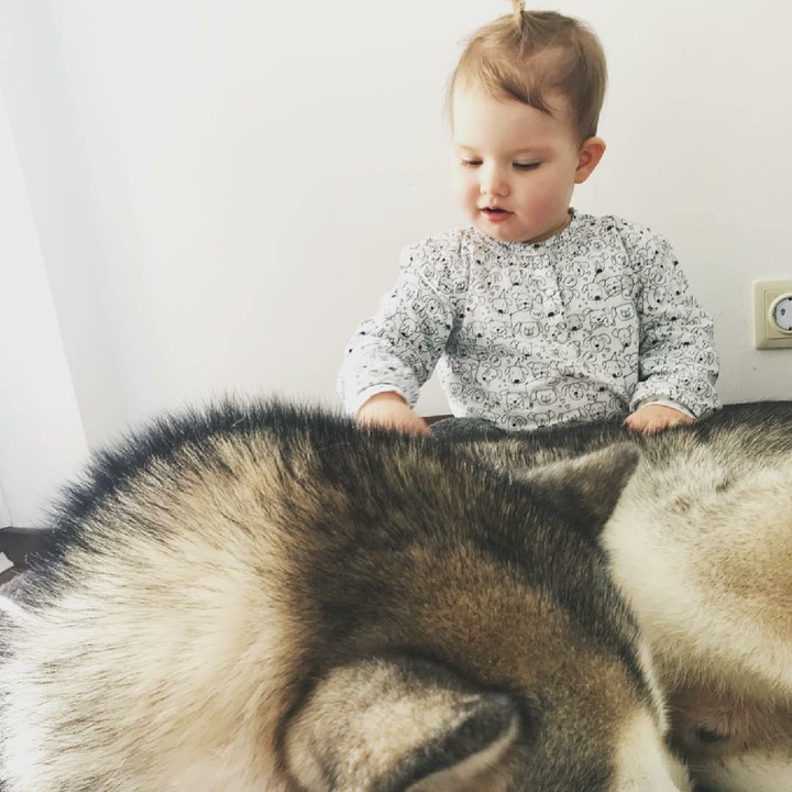 <p>Anjing jenis ini memang model anjing bertubuh besar, Bun. Maka jangan heran tubuh si kecil bisa terlihat jauh lebih kecil ketika mereka bersama si anjing. (Foto: Instagram/hakunamatatas_team)</p>