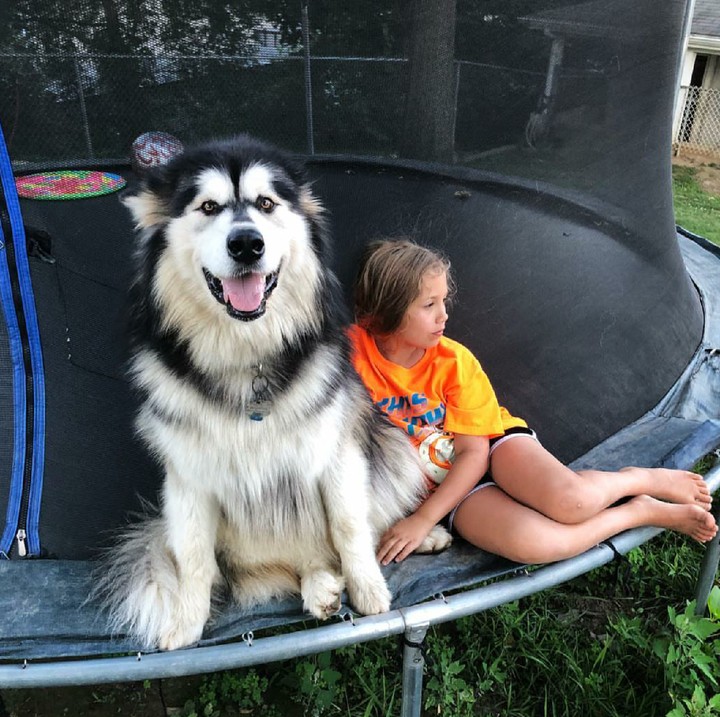 <p>Anjing Alaskan Malamute jadi tempat bersandar si kecil setelah lelah bermain? Boleh juga. He-he-he. (Foto: Instagram/tikaani_astrid)</p>