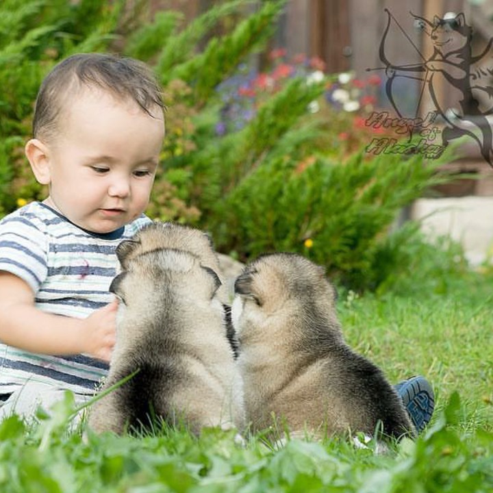 <p>Nah, kalau ini saat si kecil main dengan Alaskan Malamute versi anak-anak juga, Bun. Nggemesin banget. (Foto: Instagram/angelsofalaska)</p>