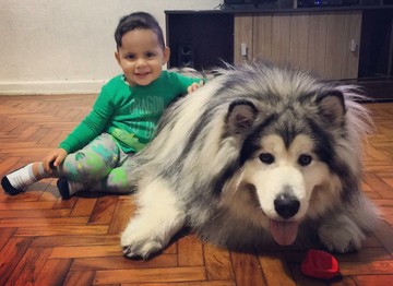 Bikin Gemas Ekspresi Bocah Saat Bersama Anjing Alaskan Malamute