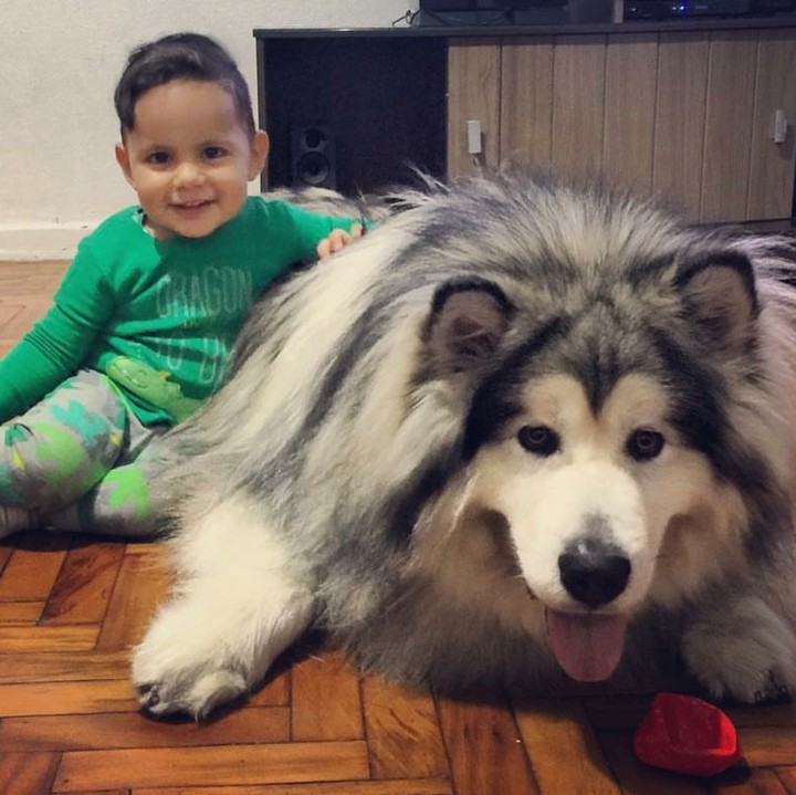 <p>Senyum lebar seorang anak pada anjing Alaskan Malamute-nya menunjukkan betapa besar rasa sayang dia pada si anjing. (Foto: Instagram/amarokmalamute)</p>