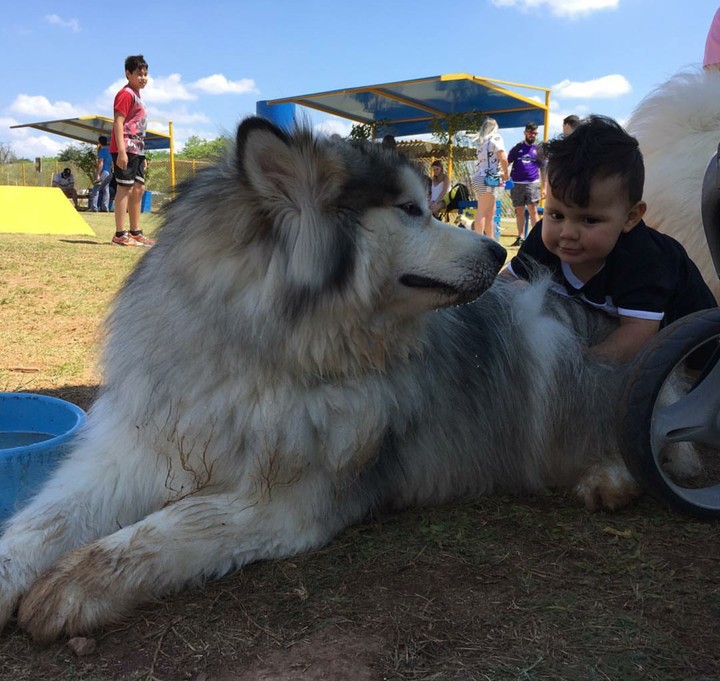 Bikin Gemas! Ekspresi Bocah Saat Bersama Anjing Alaskan 