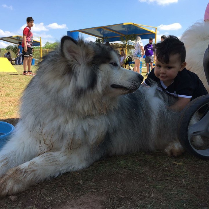 <p>Saking besarnya si anjing, bocah ini sampai kesulitan mau pegang si guguk. Hi-hi-hi. (Foto: Instagram/amarokmalamute)</p>