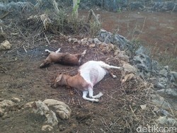 Anjing Liar Diduga Jadi Pemangsa 7 kambing di Tepus