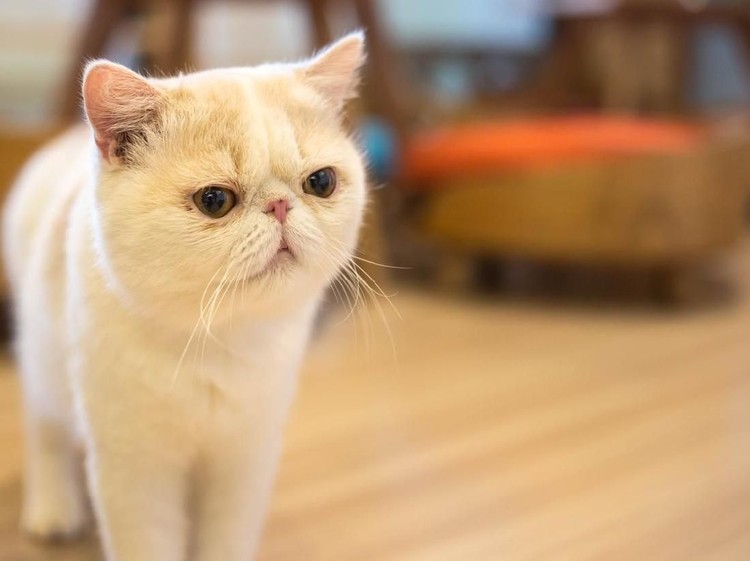 Bingung mencari ras kucing yang cocok untuk dipelihara anak? Ini lima ras kucing yang paling gampang akrab dengan anak.