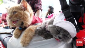 Dua Kucing Jadi Saksi Perjuangan Pengemudi Ojek <i>Online</i>