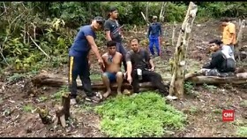 VIDEO: Polisi Temukan Satu Hektare Ladang Ganja di Sumut
