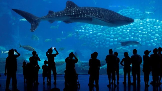 Chimelong Ocean Kingdom di Hengqin, China, merupkana akuarium terbesar di dunia saat ini.