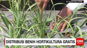 Distribusi Benih Hortikultura Gratis