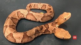 VIDEO: Ular Copperhead Kepala Dua ditemukan di Virginia