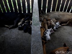 Pemkab Gianyar Beli 525 Ekor Babi dari 11 Wilayah Diduga Terdampak Virus