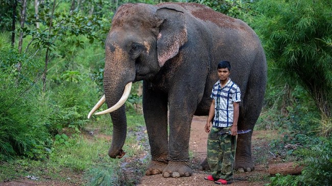 FOTO: Perseteruan Gajah di Dak Lak