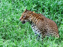 Geger Macan Tutul Masuk Permukiman-Mangsa Kambing di Jepara