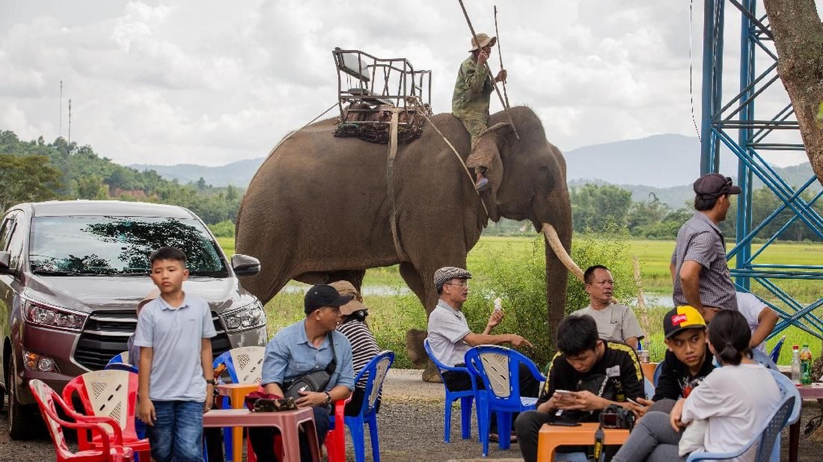 FOTO: Perseteruan Gajah di Dak Lak