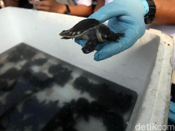 KKP Gagalkan Penyelundupan 5.632 Kura-kura Moncong Babi ke Vietnam