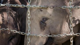 Tangis Gajah Jadi 'Cambuk' Konservasi bagi Dokter Wandha