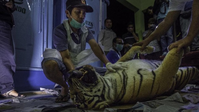 Jasad harimau sumatera yang tengah hamil ditemukan petugas BBKSDA Riau tergantung di jurang dengan jerat kawat membelit perutnya.