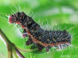 5 Cara Membuat Bahan Alami Basmi Ulat Pada Tanaman