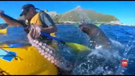 VIDEO: Pria Selandia Baru Ditampar Anjing Laut Pakai Gurita