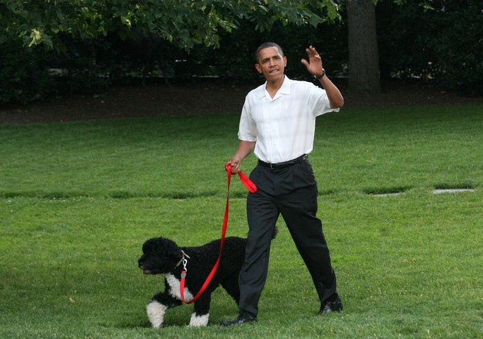 WASHINGTON - SEPTEMBER 09:  In this handout image provided by the White House, U.S. President Barack Obama throws a ball for Bo, the family dog, in the Rose Garden of the White House September 9, 2010 in Washington, DC.  (Photo by Pete Souza/The White House via Getty Images)