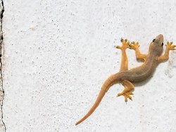 5 Fakta Mengenai Cicak Transparan, Benarkah Jelmaan Jin?