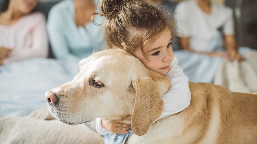 7 Ras Anjing yang  Cocok Jadi Hewan  Peliharaan  Anak