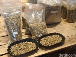 Ini Moanemani, Kopi Asal Papua yang Lebih Dikenal di Luar Negeri