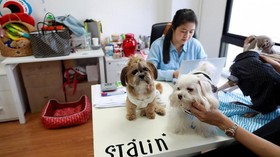 Bawa Hewan Peliharaan ke Kantor jadi Tren di Thailand