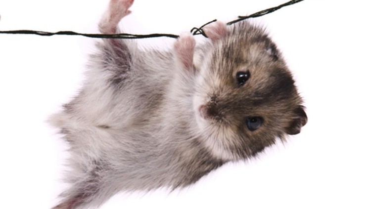 Waspada, Tikus di Rumah Dapat Membawa Penyakit pada Anak Banyak yang mengatakan kebersihan rumah merupakan cerminan kesehatan keluarga.