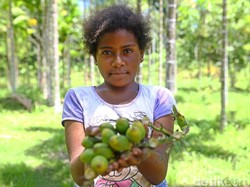 Budaya Mengunyah Pinang Juga Ada di Papua Nugini, tapi Dianggap Berbahaya