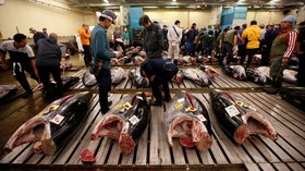 Kisah Pilu Pelelangan Tuna Terakhir di Pasar Tsukiji