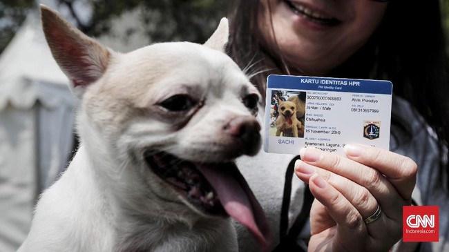 FOTO: Microchip, Kepemilikan Hewan yang Bertanggung Jawab