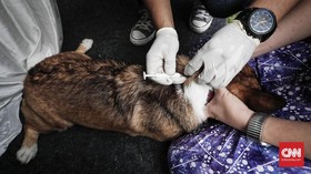 825 Warga NTB Digigit Anjing, 6 Meninggal, 32 Positif Rabies