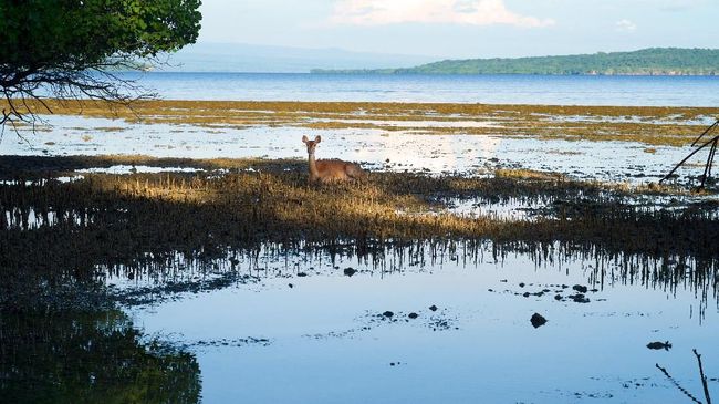 Ada dua jenis izin untuk industri pariwisata di kawasan Taman Nasional, Izin Usaha Penyediaan Sarana Wisata Alam dan Izin Usaha Jasa Wisata Alam.