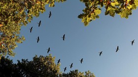 FOTO: Gugur Merona di Eropa