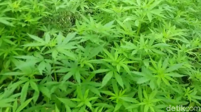 Operasi pemberangusan ganja di Aceh oleh personel gabungan Bareskrim Polri dan Polda Aceh masih terus berlanjut.