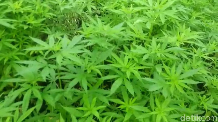 Operasi pemberangusan ganja di Aceh oleh personel gabungan Bareskrim Polri dan Polda Aceh masih terus berlanjut.