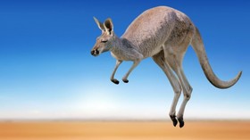 Serangan Kangguru Hampir Tewaskan Wanita di Australia