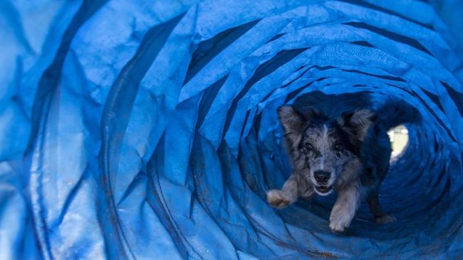 Jika sebelumnya disebut mampu mengendus risiko kanker dan diabetes, kini anjing mampu mendeteksi malaria dengan endusannya.