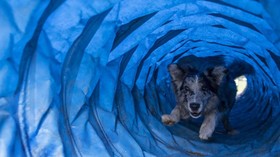 Studi: Anjing Bisa 'Lacak' Penyakit Malaria