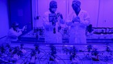FOTO: Mandat Belajar Bercocok Tanam Ganja Kanada resmi melegalkan ganja rekreasional. Sebanyak 24 siswa diberikan mandat untuk menanam dan merawat tanaman ganja.