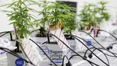 FOTO: Mandat Belajar Bercocok Tanam Ganja Kanada resmi melegalkan ganja rekreasional. Sebanyak 24 siswa diberikan mandat untuk menanam dan merawat tanaman ganja.