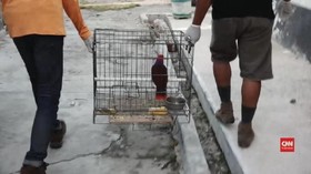 VIDEO: Satwa Langka dari Kawasan Bencana Palu Dievakuasi