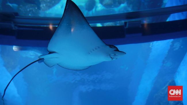 Populasi Hiu dan Pari Turun Drastis Populasi hiu dan ikan pari turun drastis hingga 70 persen dalam 50 tahun terakhir.