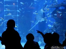 Keliling Nusantara Sambil Lihat Ikan di Jakarta Aquarium